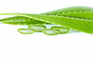 Aloe vera pomůže ke kráse a zdraví Aloe vera pomůže ke kráse a zdraví