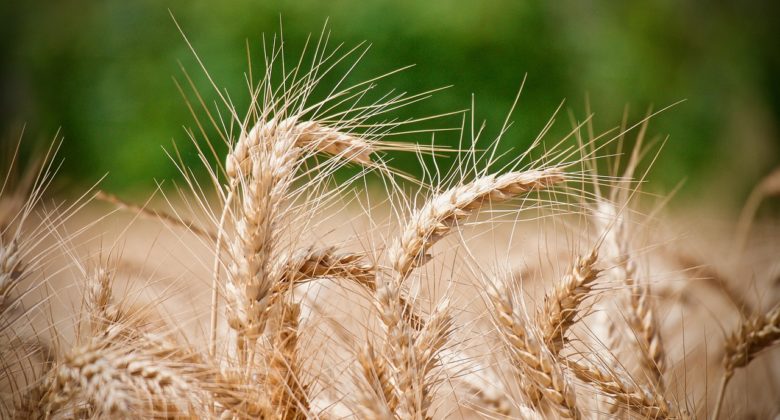 Wheat Ears Of Wheat Agriculture