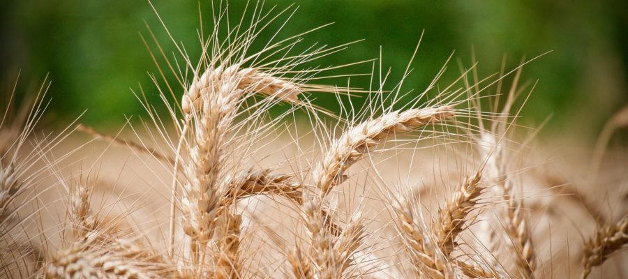 Wheat Ears Of Wheat Agriculture