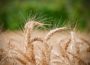 Wheat Ears Of Wheat Agriculture