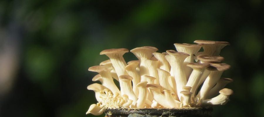 Oyster Mushroom Bottle - thanhlocpham / Pixabay