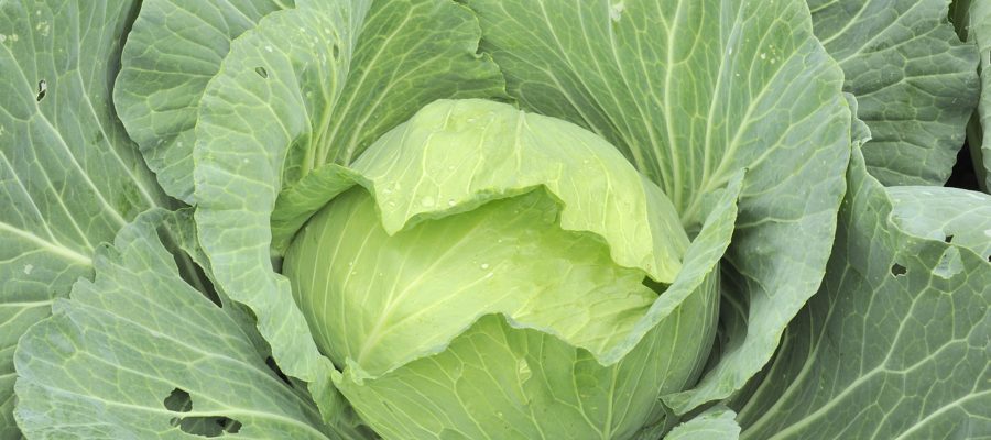 Vegetables Cabbage Worms Fresh - zhugher / Pixabay