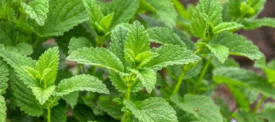 Lemon Balm Lemon Balm Teatime  - planet_fox / Pixabay