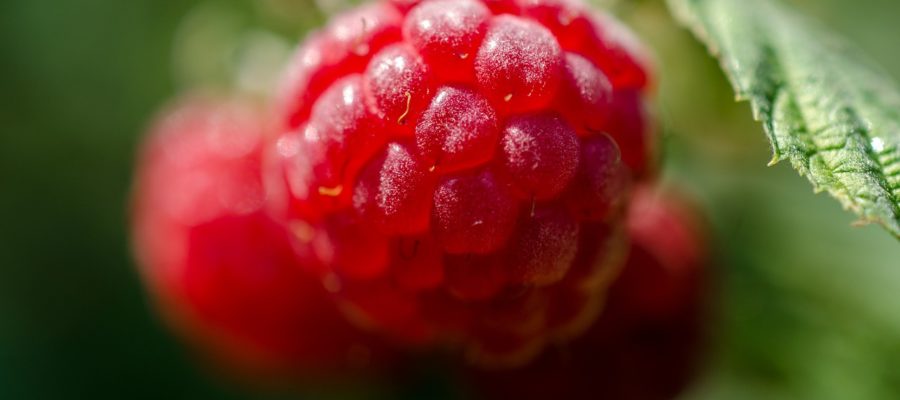 Raspberry Fruit Plant Berry Food  - MarHUn / Pixabay