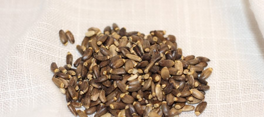 milk thistle, seed, white background