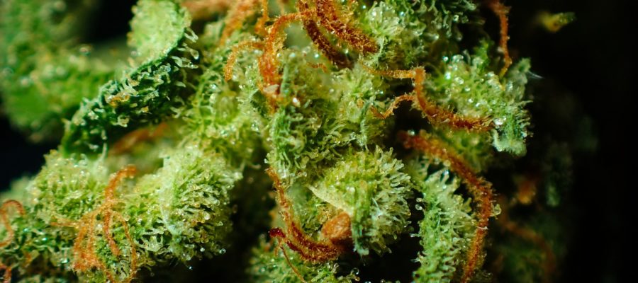 bud, cannabis, close up